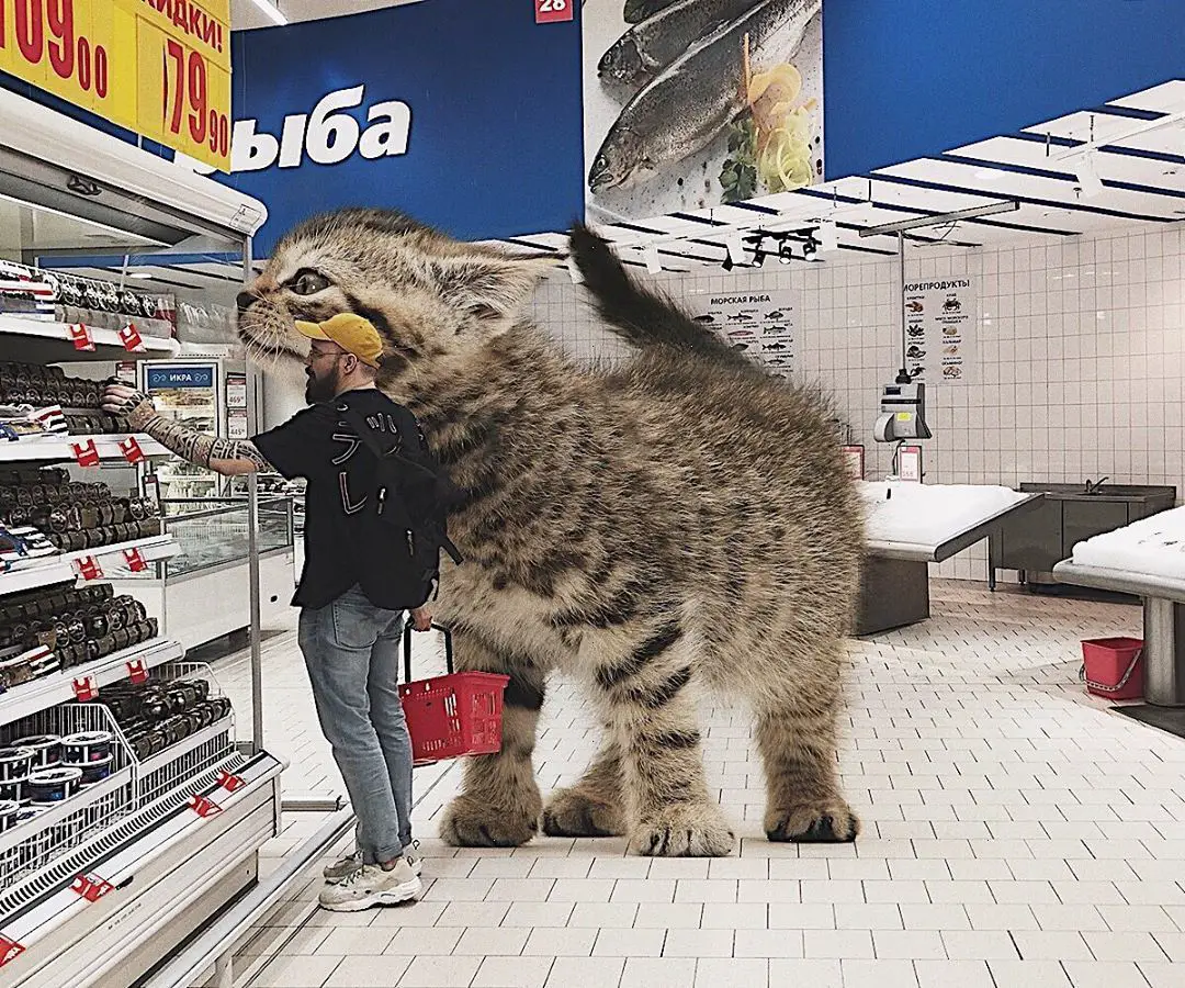 Jeśli domowe koty byłyby gigantyczne [16 ZDJĘĆ]